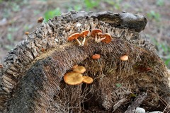 Gymnopilus palmicola