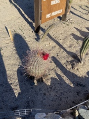 Ferocactus gracilis gatesii