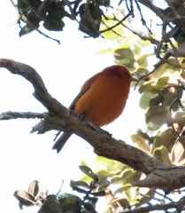 Loxops coccineus