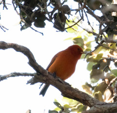 Loxops coccineus