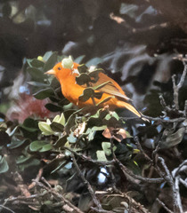 Loxops coccineus