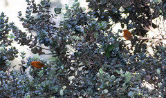 Loxops coccineus