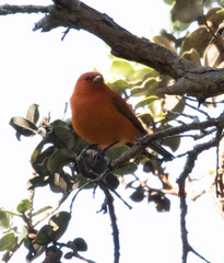 Loxops coccineus