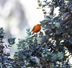 Loxops coccineus