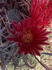 Ferocactus gracilis gatesii