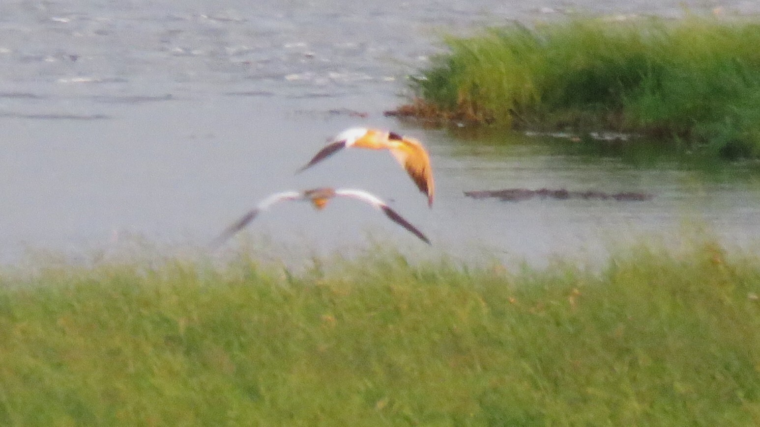 Large-billed Tern (Phaetusa simplex), photo 5