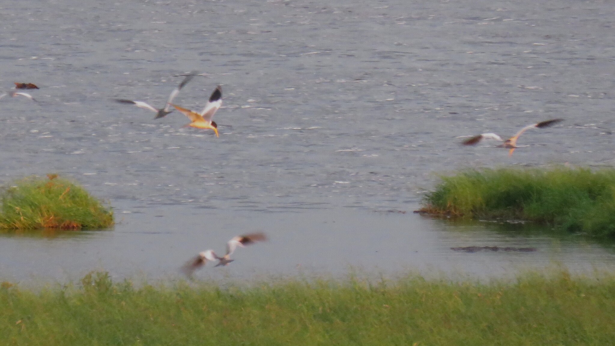 Large-billed Tern (Phaetusa simplex), photo 3