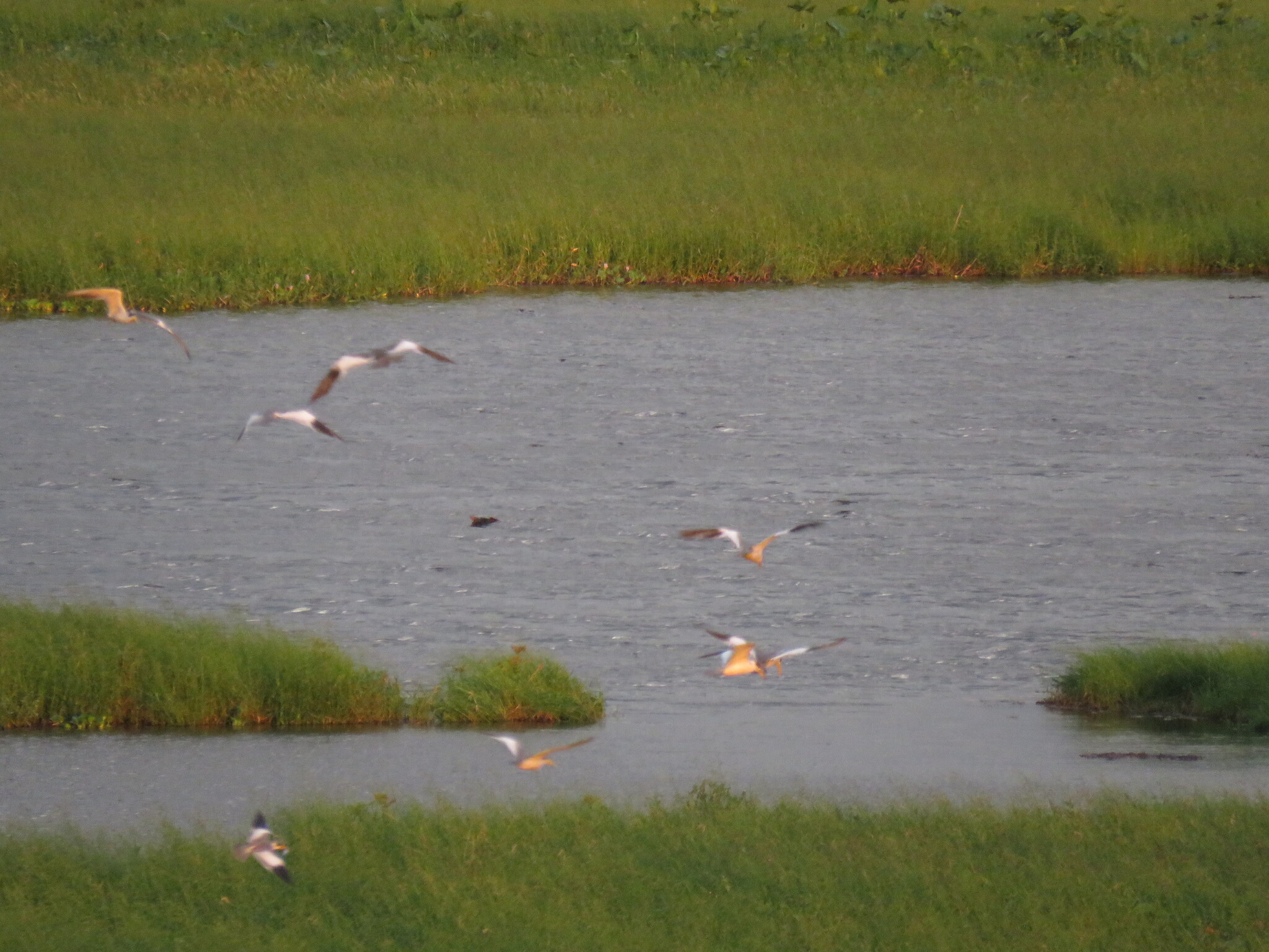 Large-billed Tern (Phaetusa simplex), photo 4