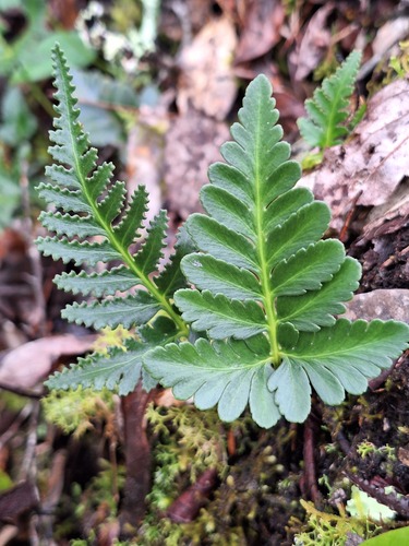 Humata repens iNat (1)