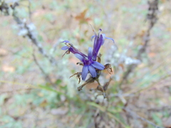 Lobelia gruina