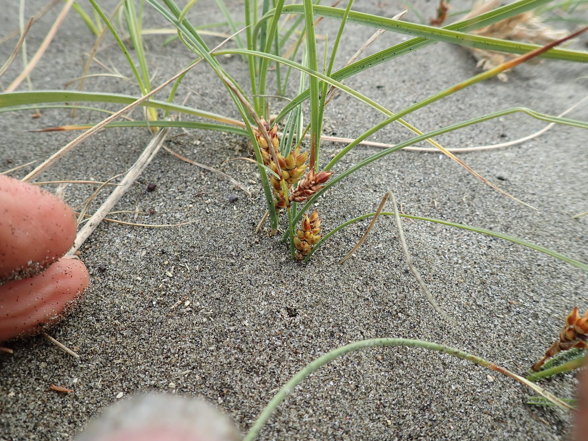Imagem de Carex pumila