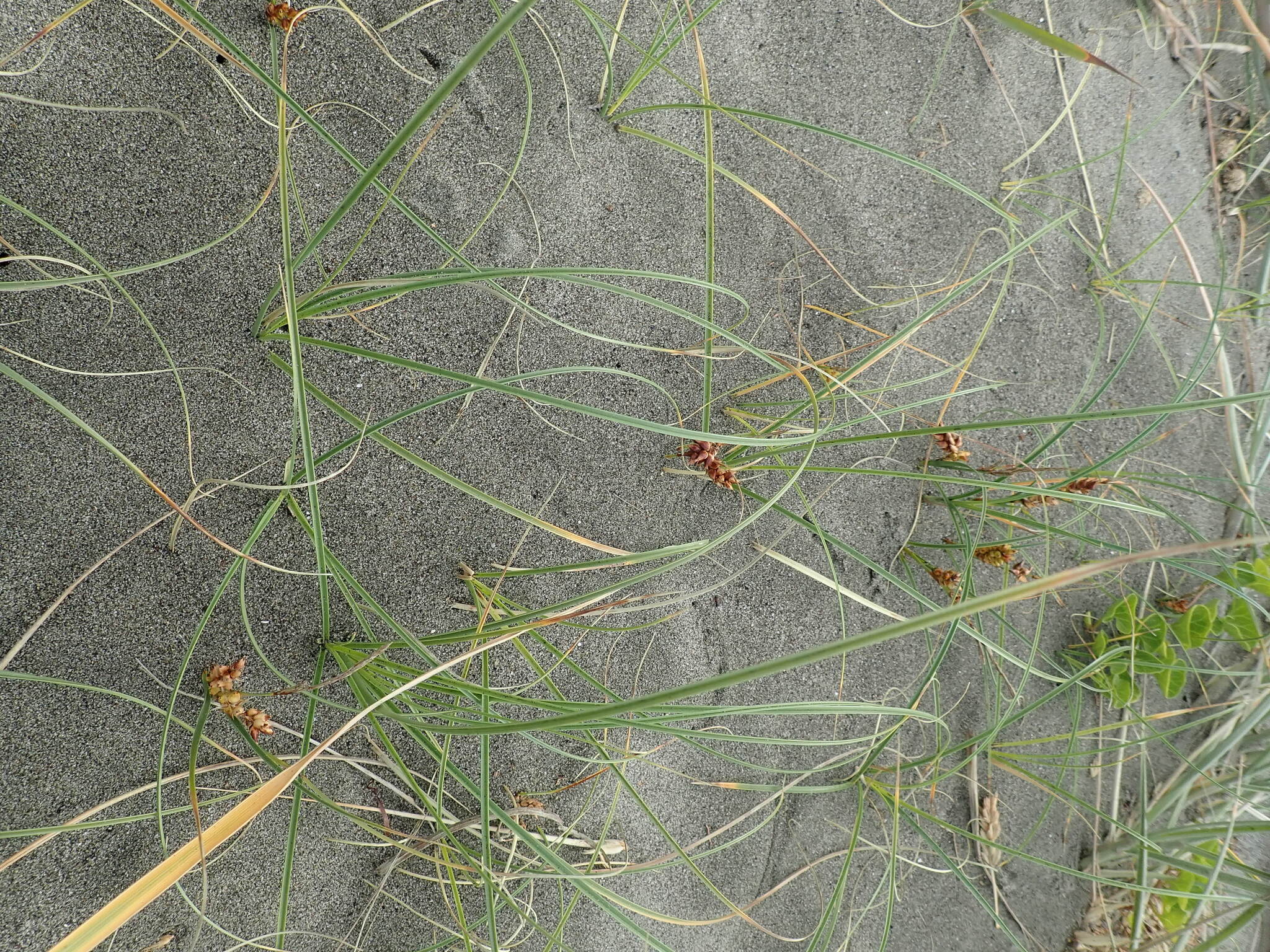 Imagem de Carex pumila