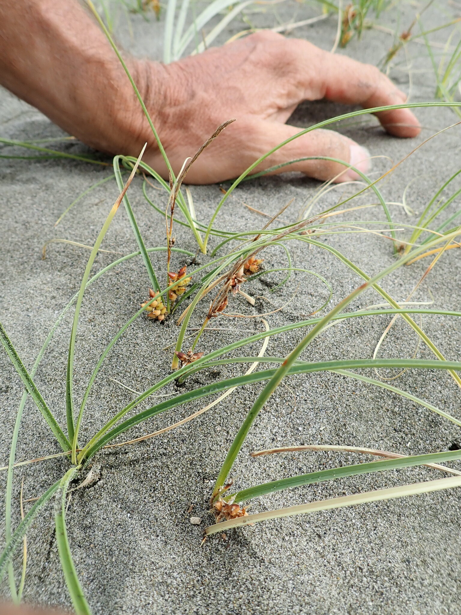 Imagem de Carex pumila
