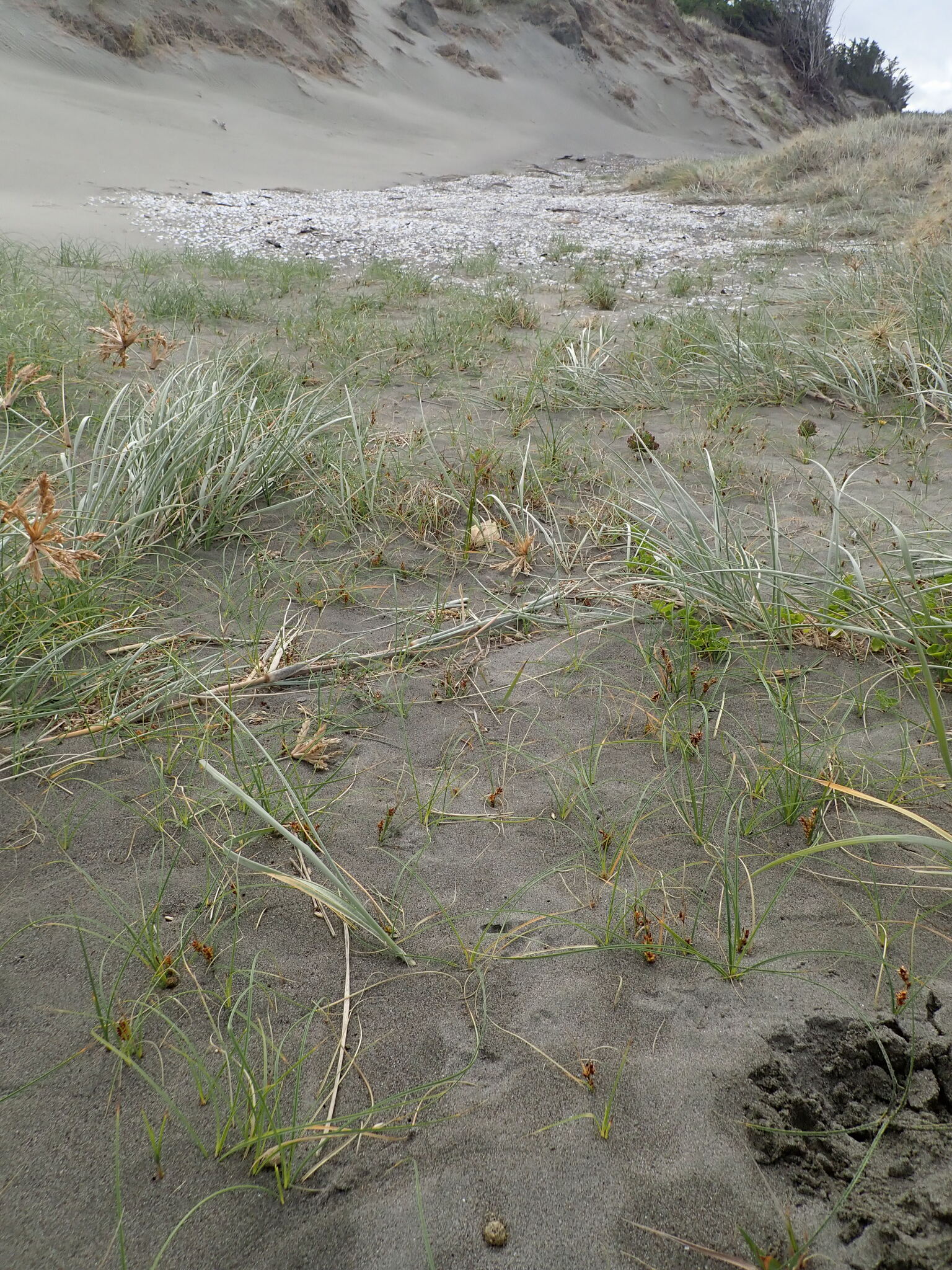 Imagem de Carex pumila