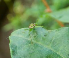 Odontomantis sinensis