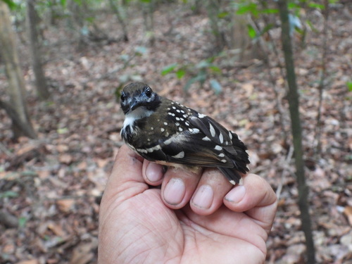 Dot-backed Antbird (Hylophylax punctulatus), photo 7