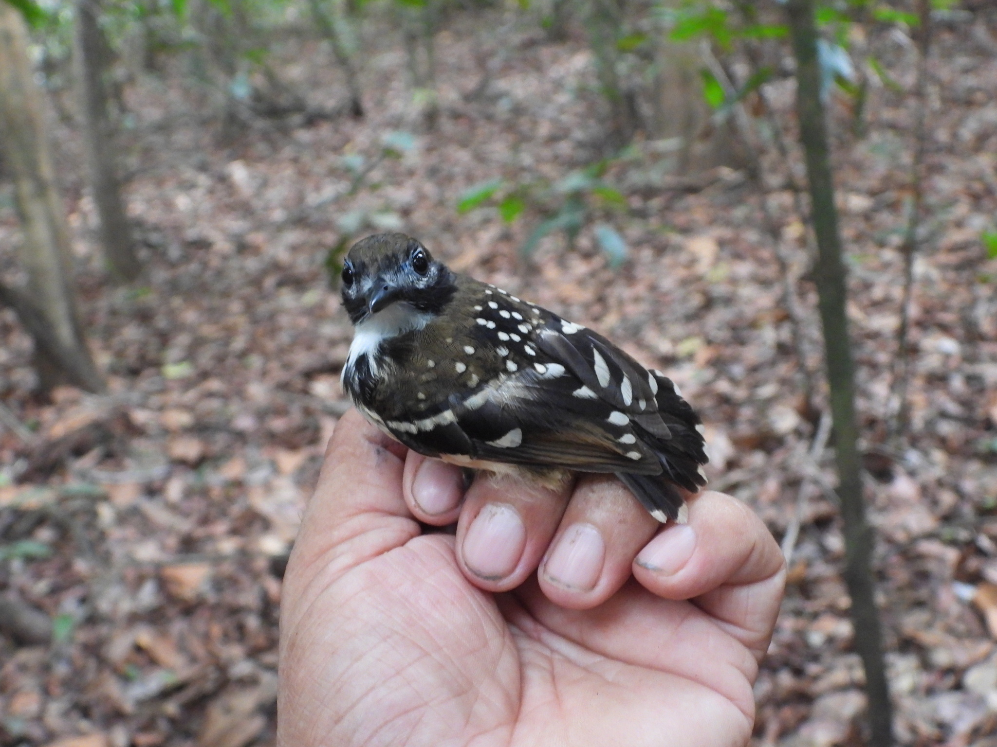 Dot-backed Antbird (Hylophylax punctulatus), photo 8