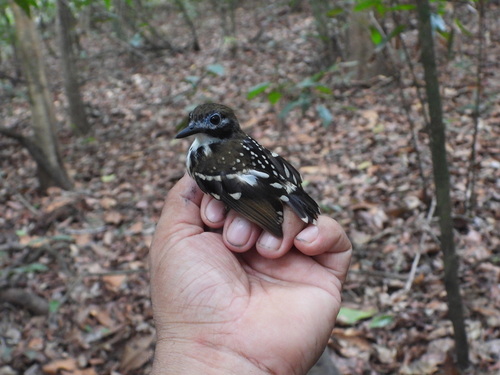 Dot-backed Antbird (Hylophylax punctulatus), photo 8