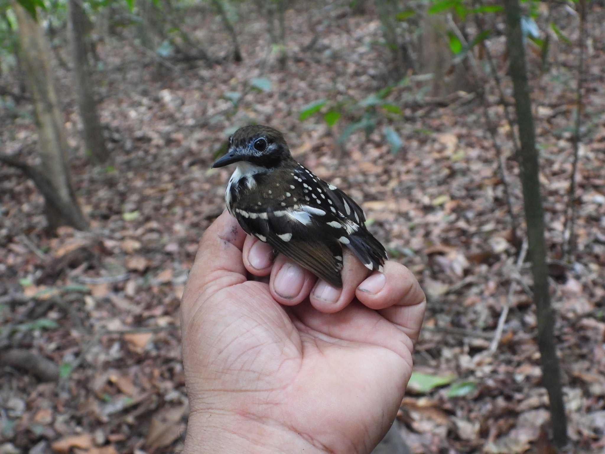 Dot-backed Antbird (Hylophylax punctulatus), photo 9