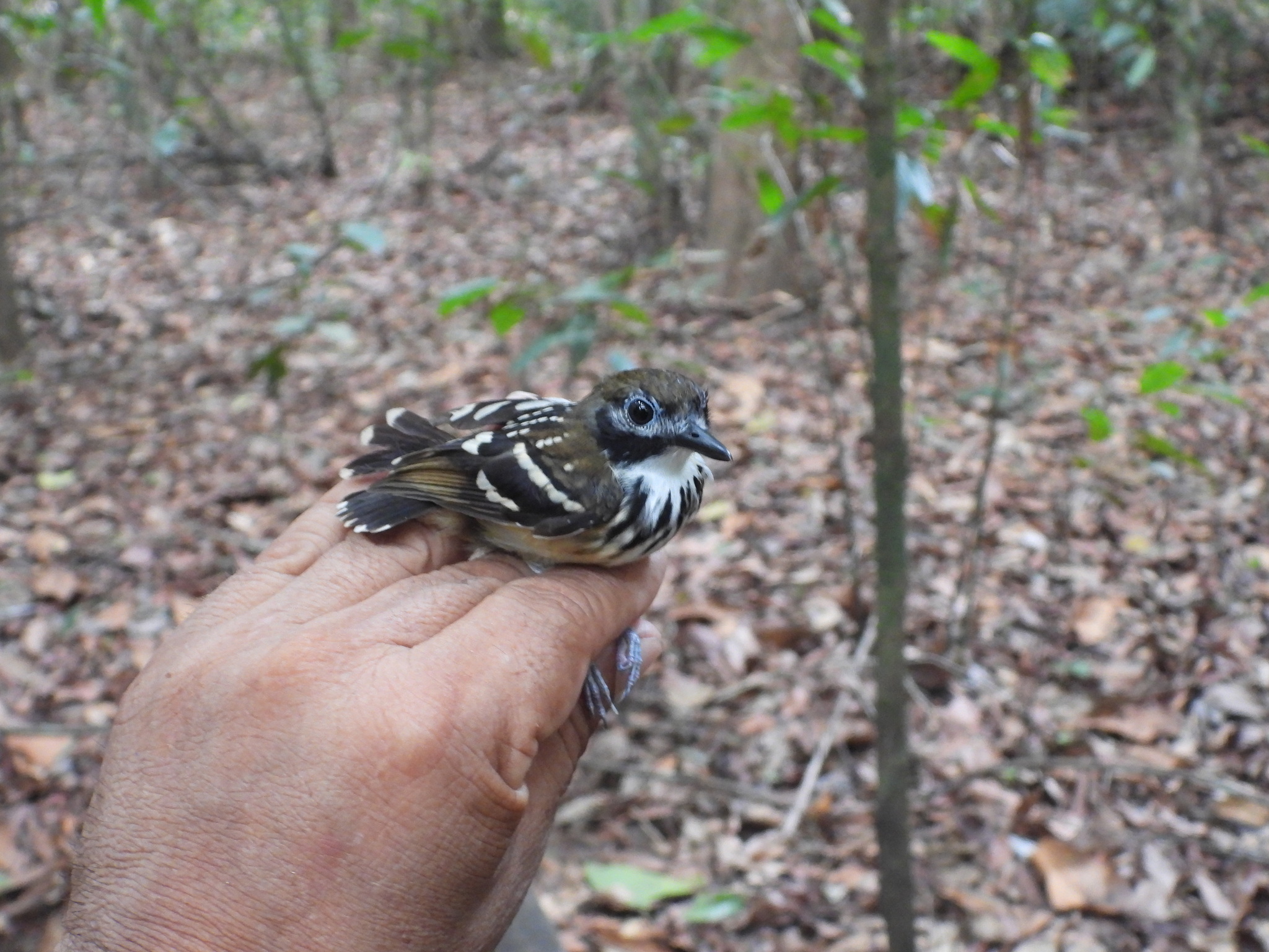 Dot-backed Antbird (Hylophylax punctulatus), photo 10
