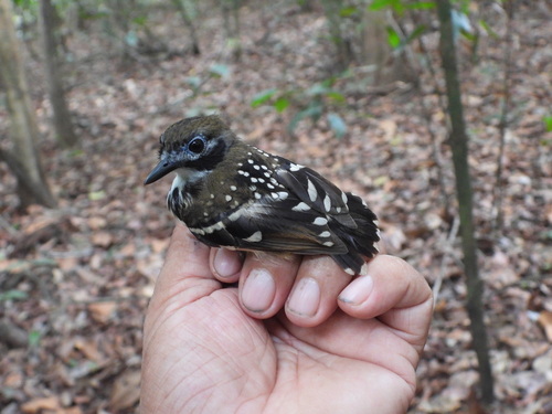 Dot-backed Antbird (Hylophylax punctulatus), photo 10