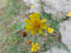 Gutierrezia sericocarpa