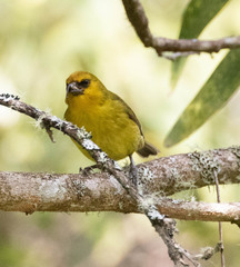 Hemignathus wilsoni