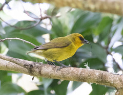Hemignathus wilsoni
