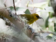 Hemignathus wilsoni
