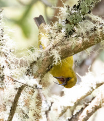 Hemignathus wilsoni
