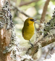 Hemignathus wilsoni