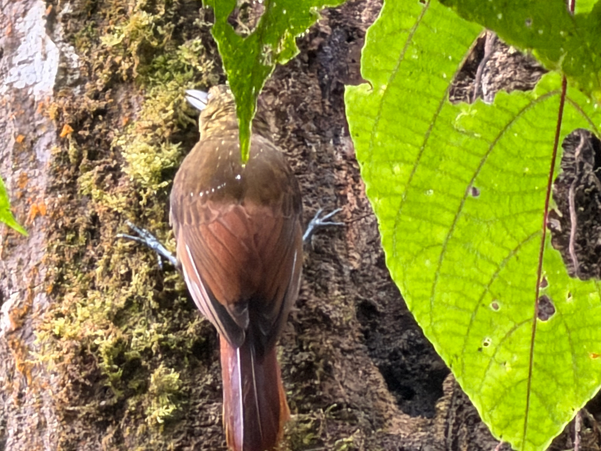 Spotted Woodcreeper (Xiphorhynchus erythropygius), photo 2
