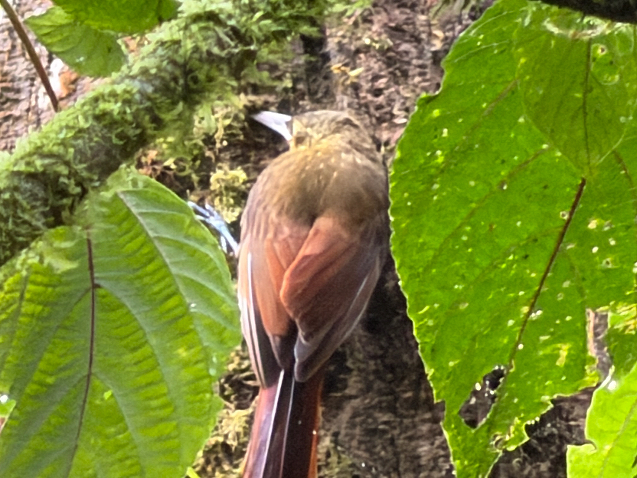Spotted Woodcreeper (Xiphorhynchus erythropygius), photo 4