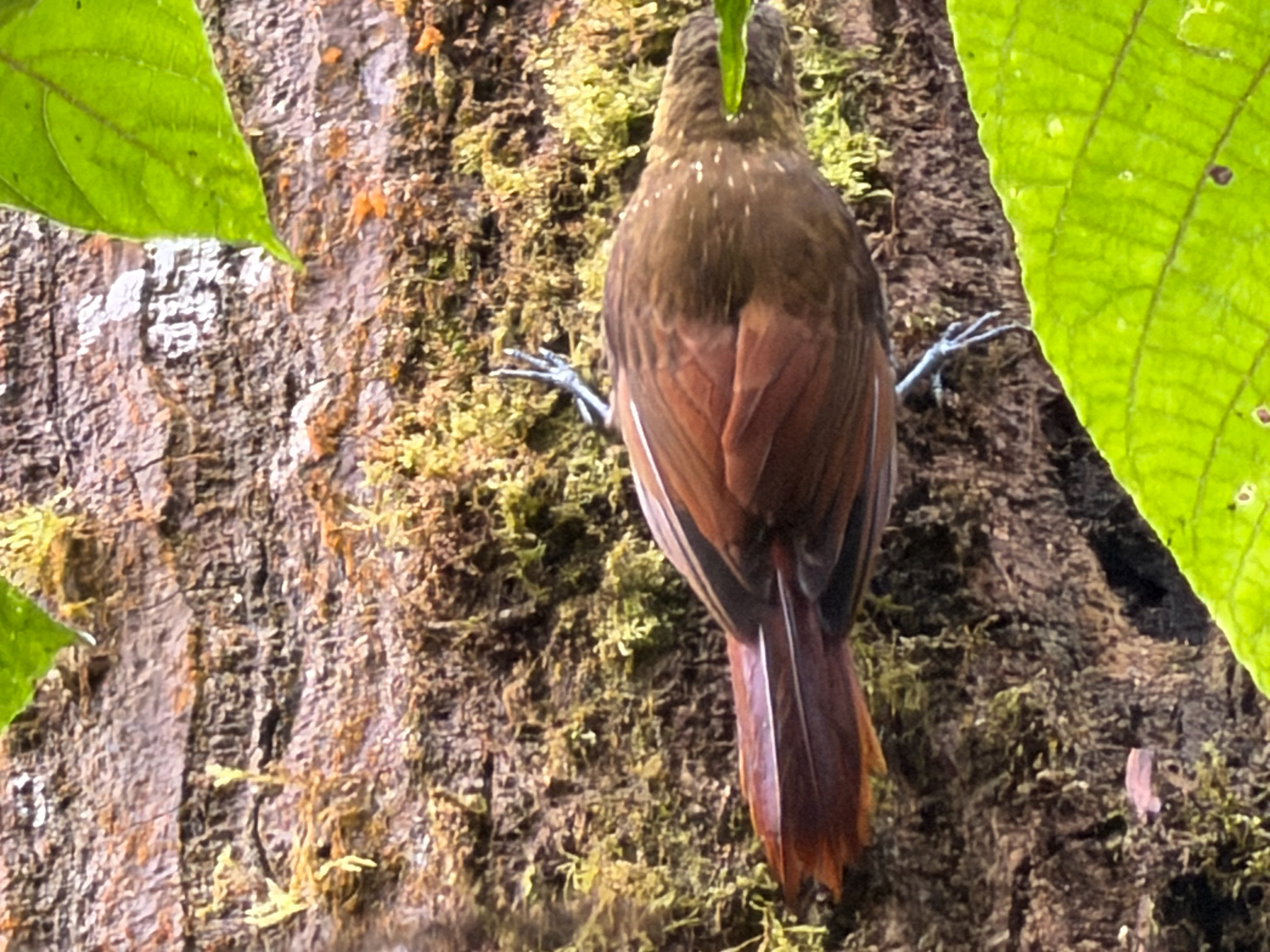 Spotted Woodcreeper (Xiphorhynchus erythropygius), photo 3