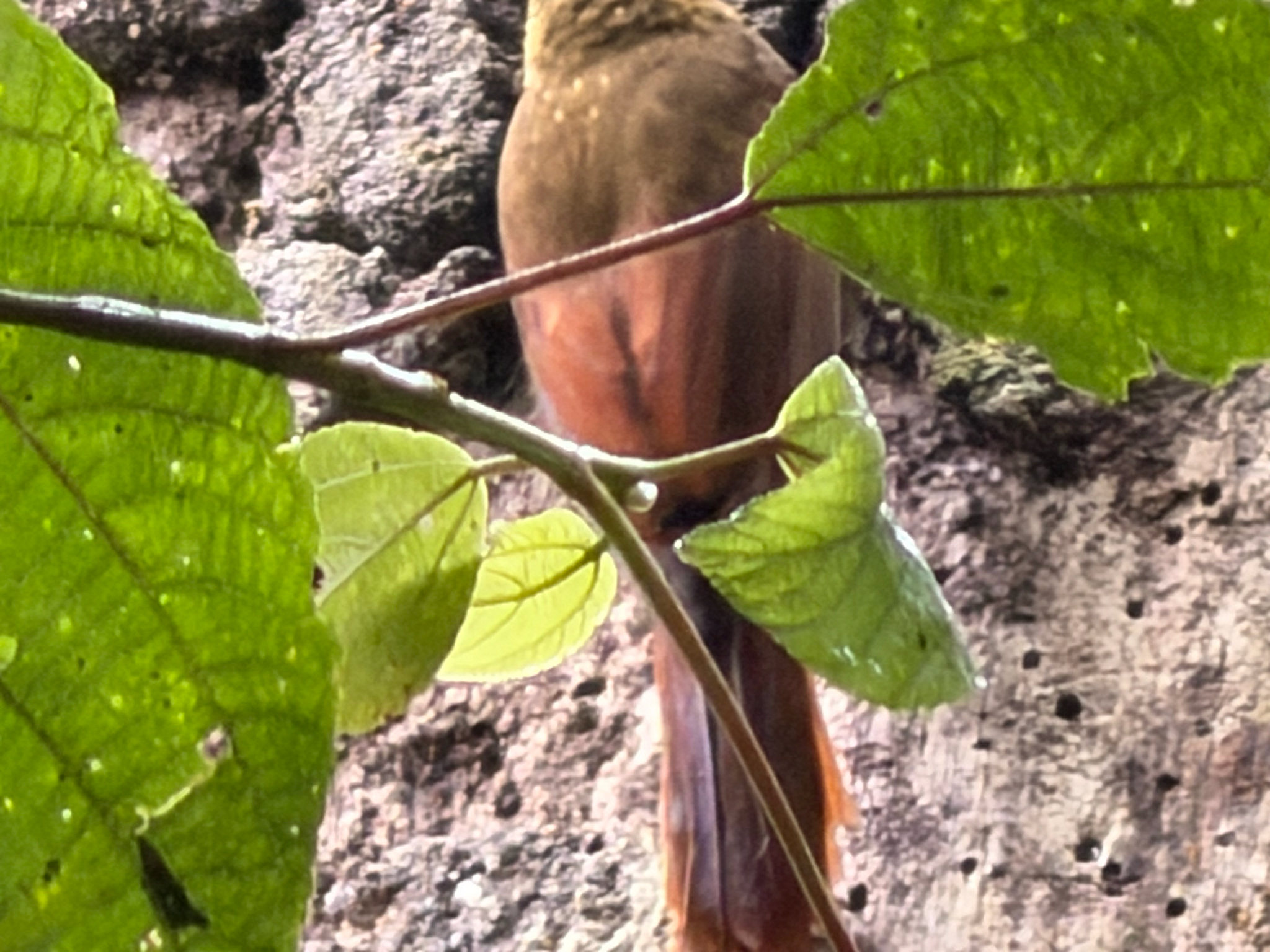 Spotted Woodcreeper (Xiphorhynchus erythropygius), photo 5