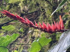 (c) Pat Hall, some rights reserved (CC BY) Pitcairnia brittoniana, photograph (c) Pat Hall, some rights reserved (CC BY)