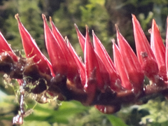 Pitcairnia brittoniana, photograph (c) Pat Hall, some rights reserved (CC BY)