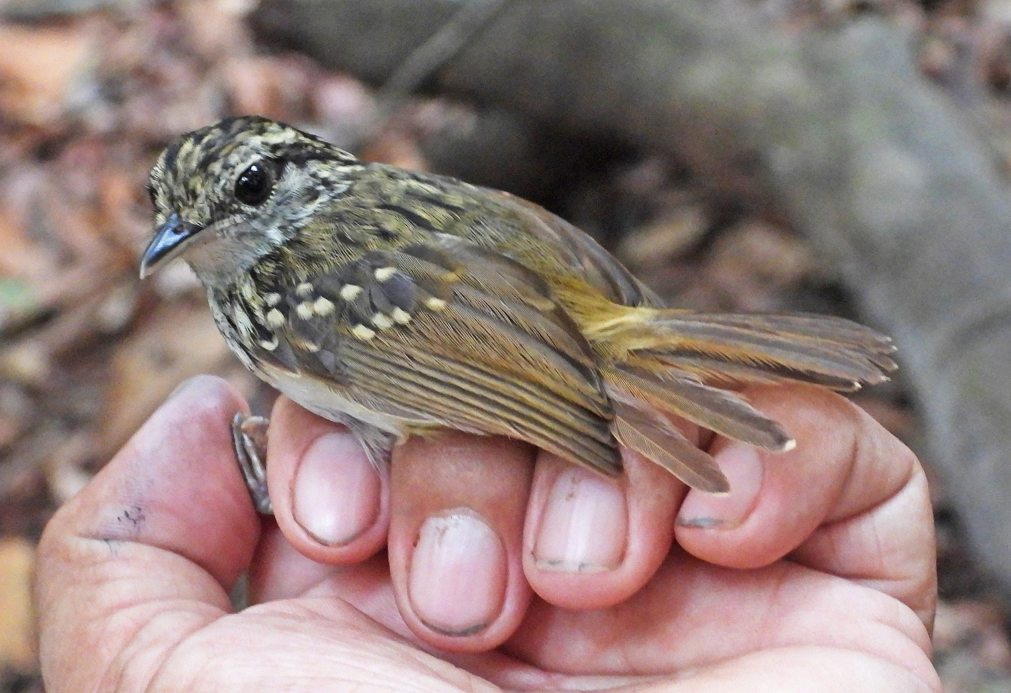 Peruvian Warbling Antbird (Hypocnemis peruviana), photo 6