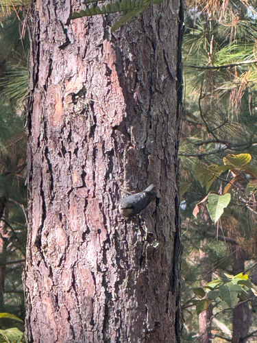 Chestnut-vented Nuthatch (Sitta nagaensis)