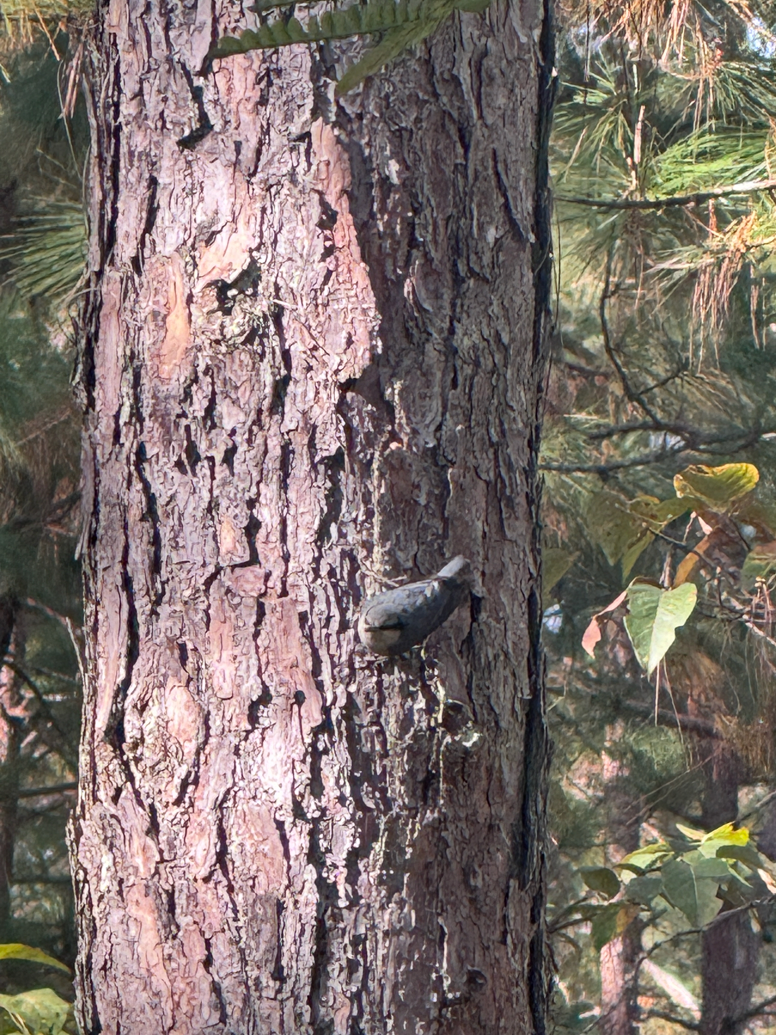 Chestnut-vented Nuthatch (Sitta nagaensis), photo 1