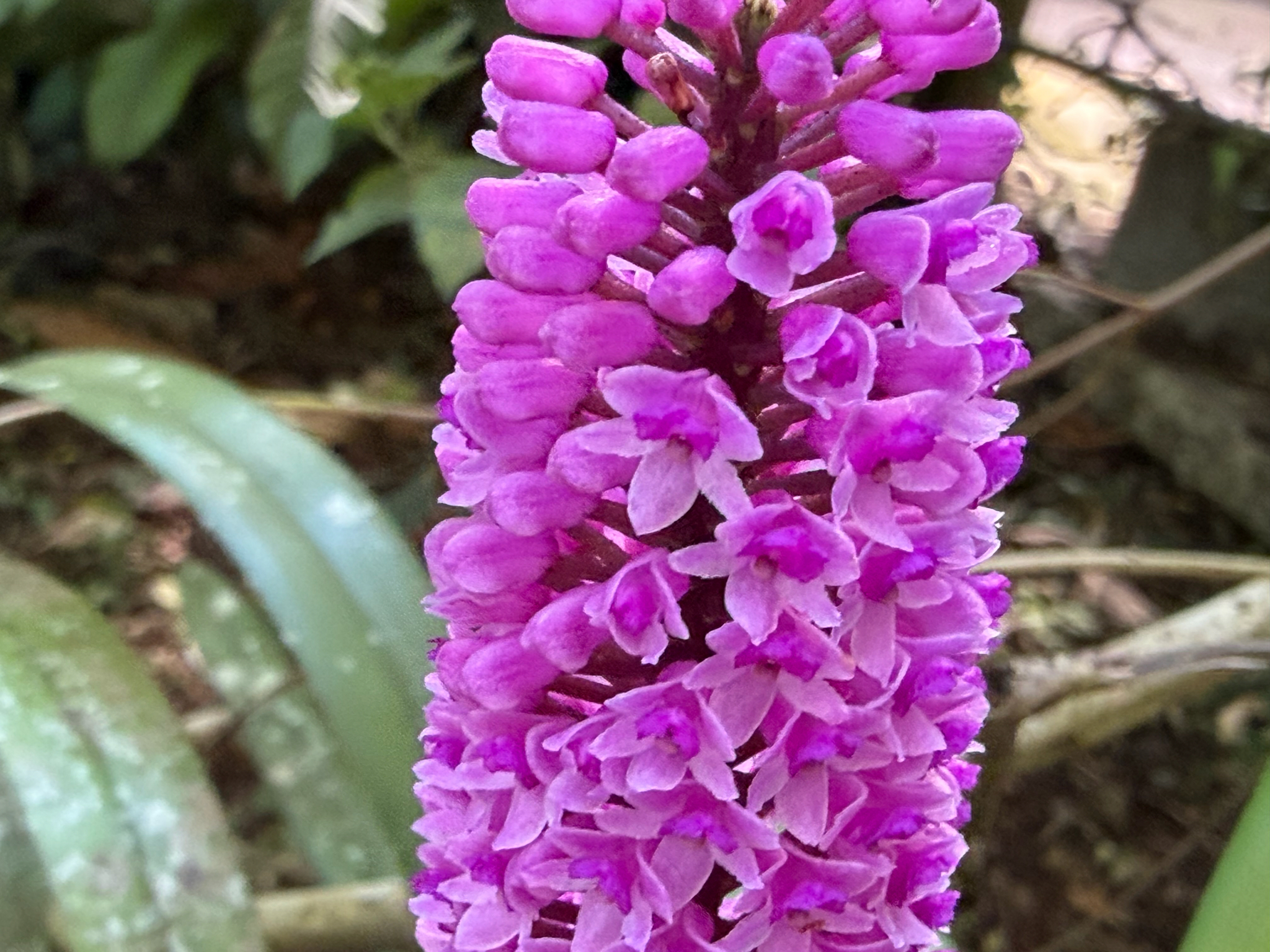 Arpophyllum giganteum