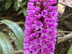 Arpophyllum giganteum, photograph Pat Hall, CC BY, iNaturalist via GBIF