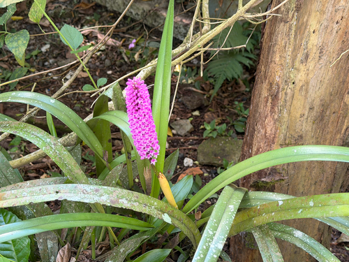 Arpophyllum giganteum, photograph 2