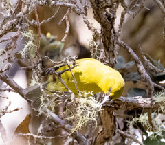 Chlorodrepanis virens virens