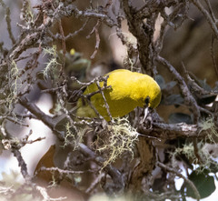 Chlorodrepanis virens virens