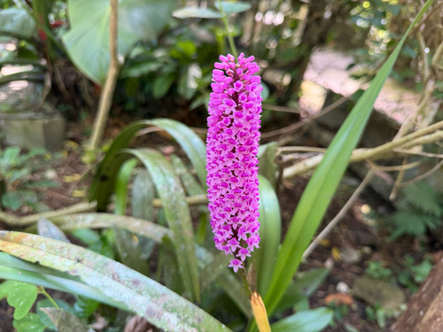 Arpophyllum giganteum, photograph 3
