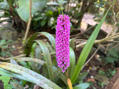 Arpophyllum giganteum, photograph Pat Hall, CC BY, iNaturalist via GBIF