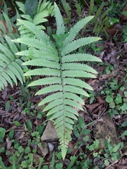Microlepia marginata bipinnata