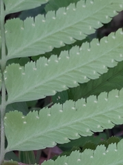Microlepia marginata bipinnata