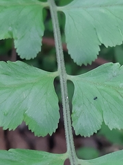 Microlepia marginata bipinnata